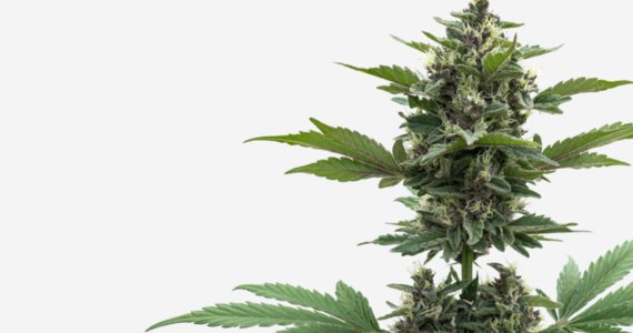 Dokter CBD